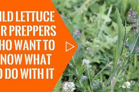 Wild Lettuce For Preppers Who Want To Know What To Do With it