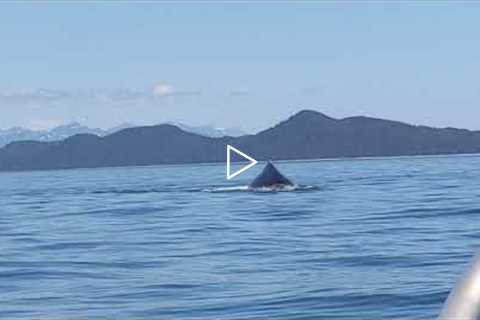 Awesome Humpback Fluke! Alaska Wildlife - Juneau, Alaska