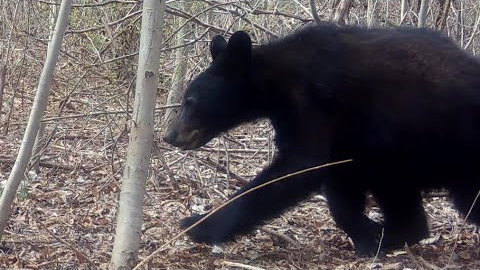 Blue Mountain 8 - April Trail Camera Video, return to black bear haven.