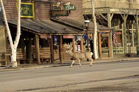 On Yellowstone’s Front Porch: Black Footed Ferret RV Resort