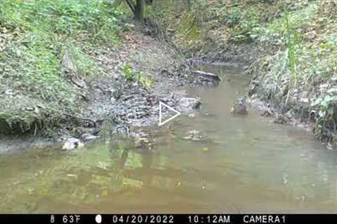 Backyard Trail Camera, Creek Cam, Winter and Spring 2022, South Louisiana