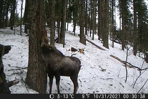 Trail Camera May 21,2022