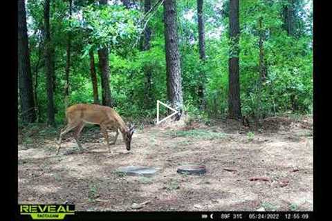 may 25 2022 trail cam pictures