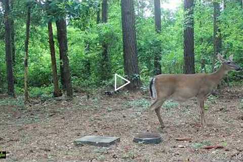 deer in the day time • trail cam video
