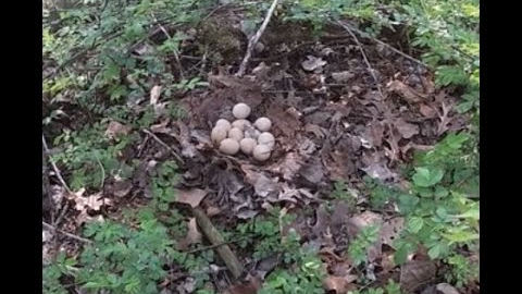 TURKEY NEST TRAIL CAMERA (Will this nest survive??) and SHOUT-OUT #pineylife #turkeyhunting #morels