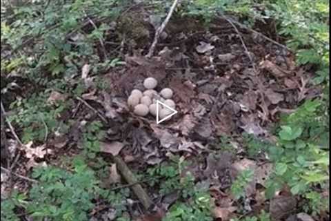 TURKEY NEST TRAIL CAMERA (Will this nest survive??) and SHOUT-OUT #pineylife #turkeyhunting #morels