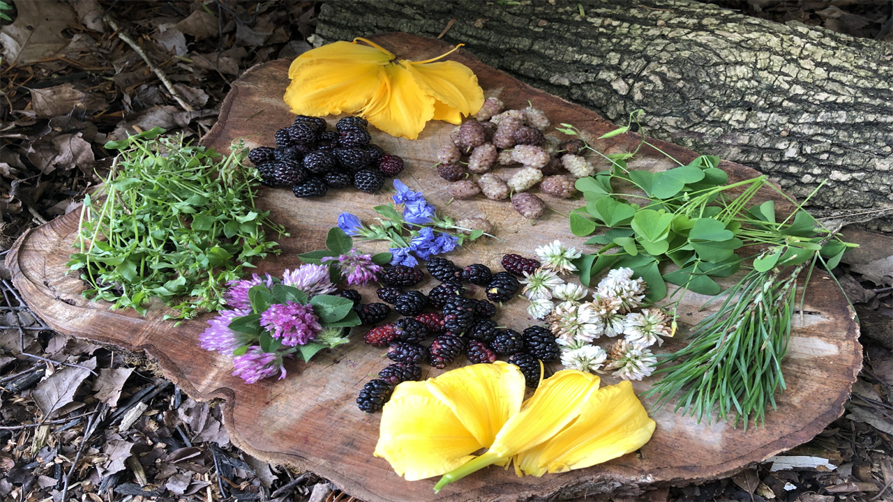 Building Confidence in Your Wild Edible Foraging Skills