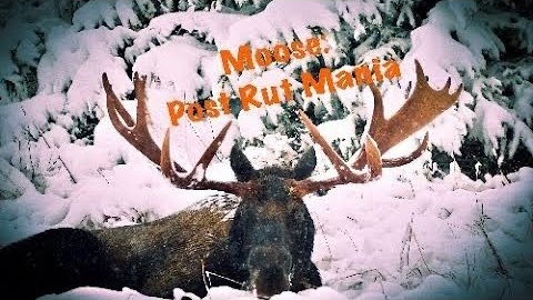 Moose: Post Rut Mania