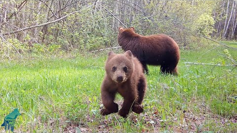 Bear cub decides to destroy trail camera...