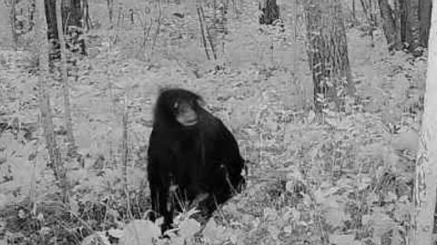 Deep Woods Camera Records Unknown Animal!