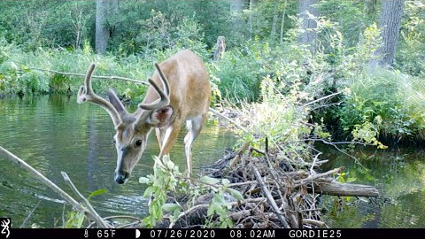 Guardians of the Swamp - A trail camera compilation