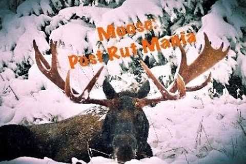 Moose: Post Rut Mania