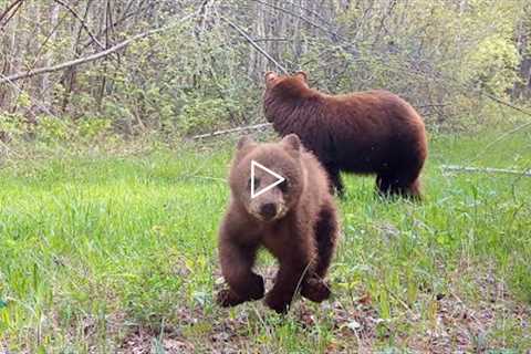 Bear cub decides to destroy trail camera...