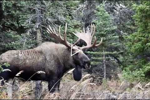 Big Bull Moose Steals Cows from a Smaller Bull