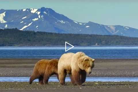 Grizzly Bear Hunts For Clams | Wild Alaska | BBC Earth