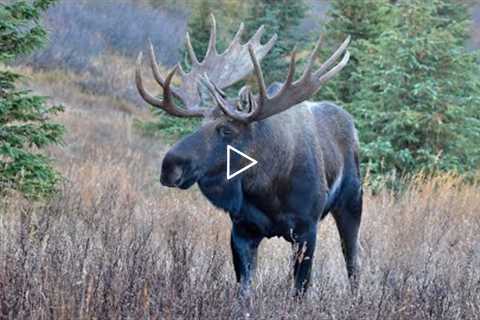 Cow Moose in Heat Drives the Bulls Crazy