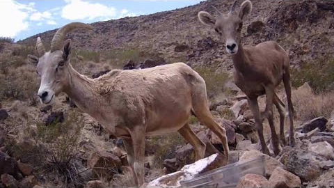 2 mama Big Horn Sheep with their 2 babies! Desert trail camera.