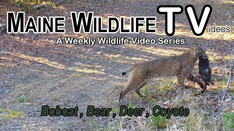 Maine Wildlife Trail Video | Bobcat catches prey | Bear | Deer | Trail Cam | week ending 5.14.22