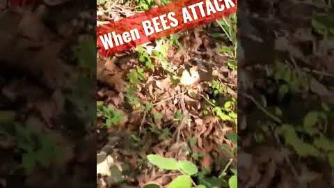 Stepped on a bee hive while hanging trail cameras