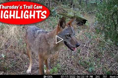 It's BACK: Limping Coyote on the daytime hunt! Thursday's Trail Cam Highlights: 8.4.22