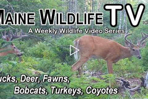 Deer/Bucks/Fawns/Bobcat/Turkey/Coyotes/Maine Wildlife Trail Video/Trail Cam/Wilderness