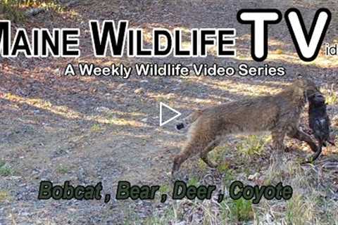 Maine Wildlife Trail Video | Bobcat catches prey | Bear | Deer | Trail Cam | week ending 5.14.22