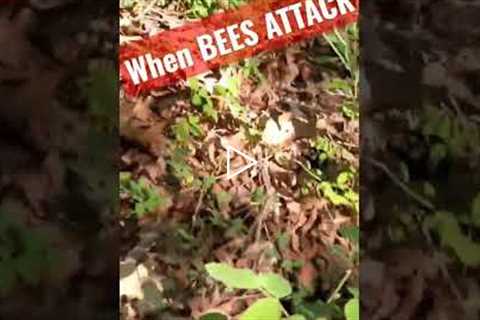 Stepped on a bee hive while hanging trail cameras