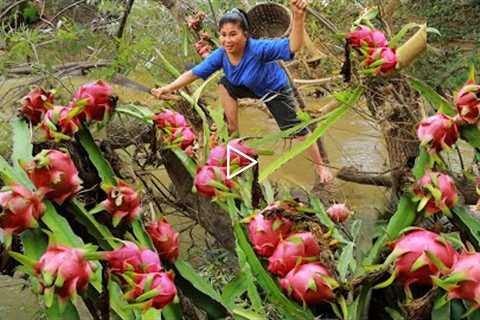 Survival skills Natural: A woman Finding Dragon fruit  for eating At river - Her village