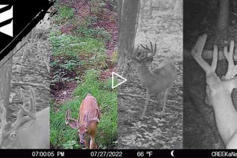 Ohio Public Land Card Pull #2! Someone Messed With Our Trail Cameras!