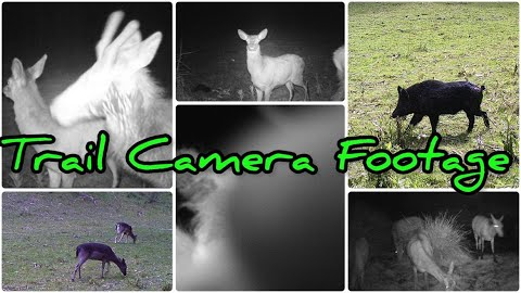 Red Deer, Fallow Deer and Pigs on Trail Camera || Ethics and Dilemmas / Dsoon Trail Camera
