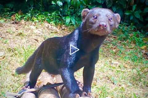 The Jungle NEVER Sleeps! Trail Camera Videos COSTA RICA (2022)