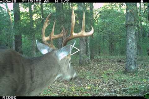 ALABAMA TRAIL CAMERA ON A SCRAPE FOR AN ENTIRE SEASON || HOW MANY BIG BUCKS WILL HIT IT ??