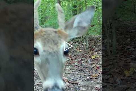 Trail Camera: Young Buck Says Hello!!! Daytime Edition