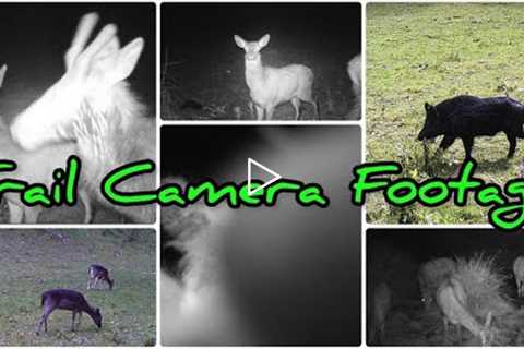 Red Deer, Fallow Deer and Pigs on Trail Camera || Ethics and Dilemmas / Dsoon Trail Camera