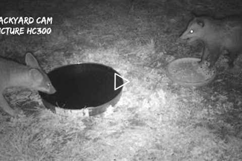 Backyard Cam: Victure HC300 Trail Camera Video Aug. 4-7, 2022