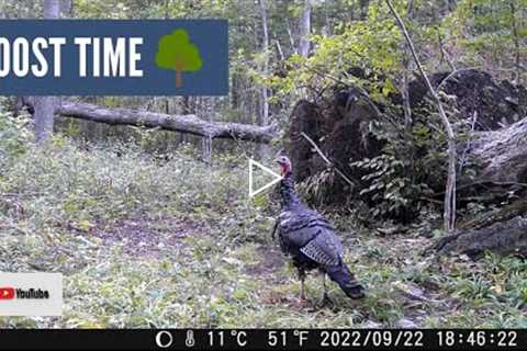 Turkey Readies Himself to Roost (Trail Cam Video)