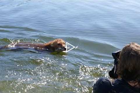 Swimming with WILD FOX in AUSTRALIA (Amazing Animal Encounter)