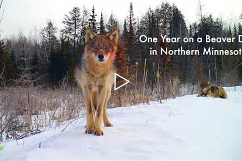 One year on a beaver pond in northern Minnesota