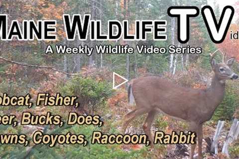 Bobcat/Fisher/Deer/Bucks/Doe/Fawn/Coyotes/Raccoon/Rabbit/Maine Wildlife, Trail Cam