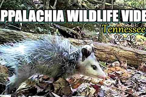 Appalachia Wildlife Video 22-42 from Trail Cameras in the Tennessee Foothills of the Smoky Mountains