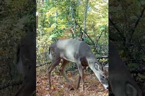 Trail Camera: Buck Walking Past!!!