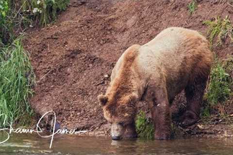 Not So Wild Alaska Day 3 | Bears, Salmon in the Kenai River System