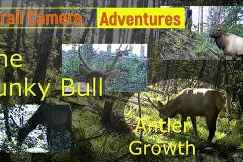 Watch Bull Elk Grow Funky Antlers on Mt St Helens Trail Camera