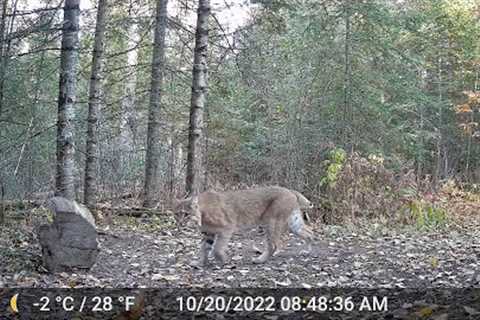 Trail Cam - Bobcat, Bear, Deer, Turkeys