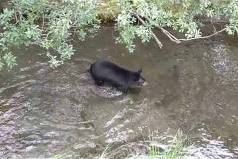 Black Bear Fishing! Alaskan Wildlife - Juneau, Alaska