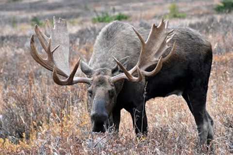 Calling Moose: A Moose''s Perspective