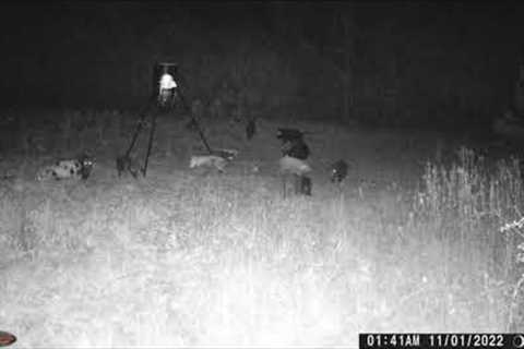 Wild Game Innovations Trail Camera - Feral Hogs - October 2022