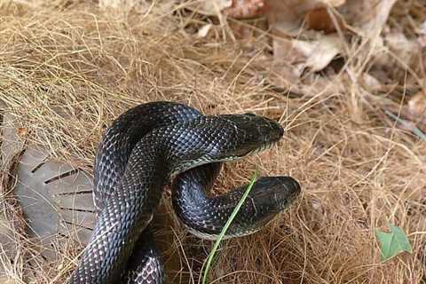 So, Are Black Rat Snakes Poisonous?