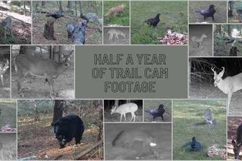 Half a year worth of trail camera videos!!! (Bear, Deer, and a lot more came.)