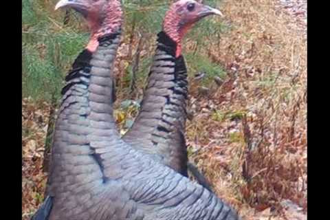 Hawk catches lunch, Heron on the hunt, turkeys & more.